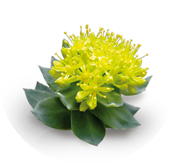 Rhodiola 